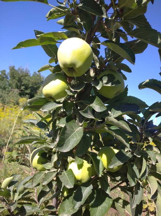 Продается дача срочно