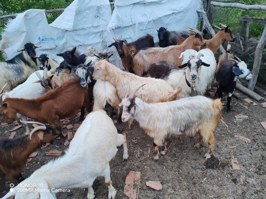 Caprele cu și fără lapte