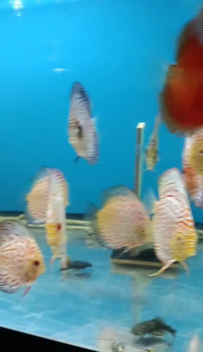 Аквариумные рыбы Дискусы