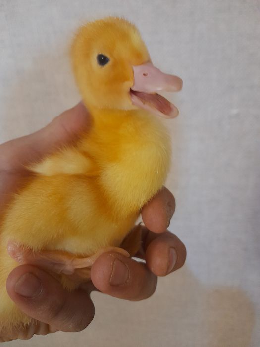 Утки утята атырау