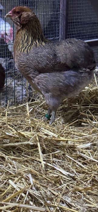 Oua incubat + pui Plymouth Brahma Australorp Jersey Marans Araucana