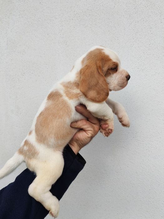 Fetițe beagle deosebite de frumoase