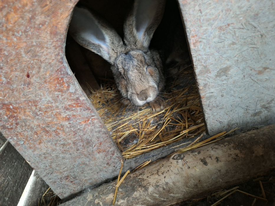 Uriaș german ptr tăiat.