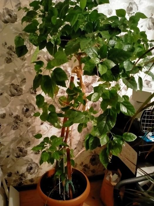 Продам большие цветы 1,5 м Китайская роза