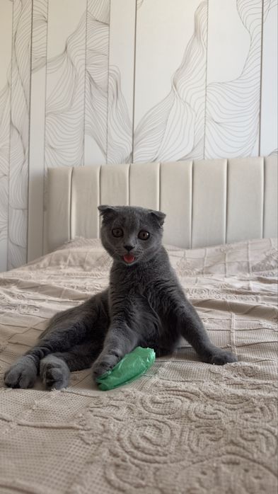 Отдам котенка британца