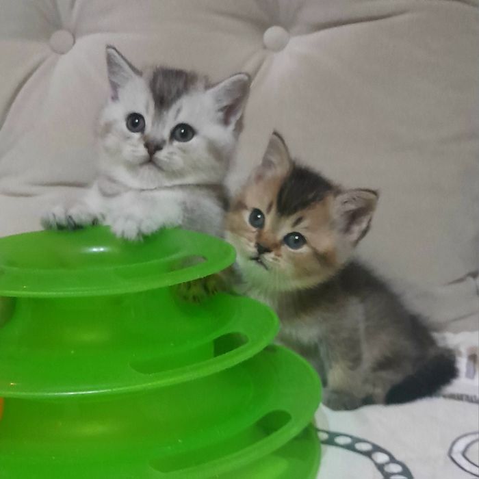 Продаются шикарные котята скотишстрайт,шиншилла.
