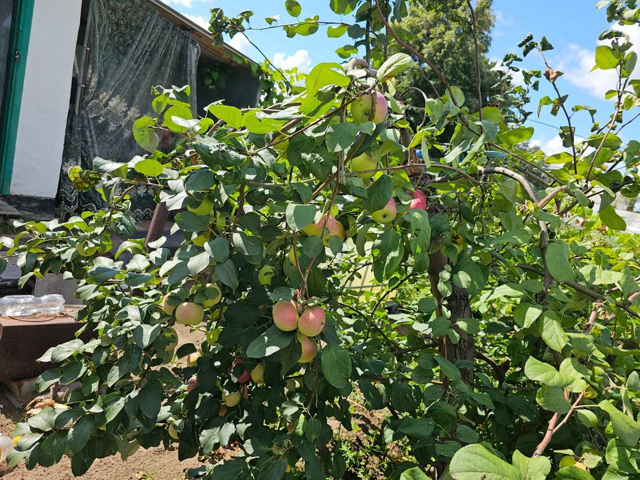 Продам дачу в саду "Клён"