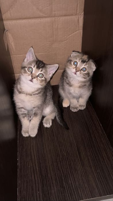 Продам котенка мальчика