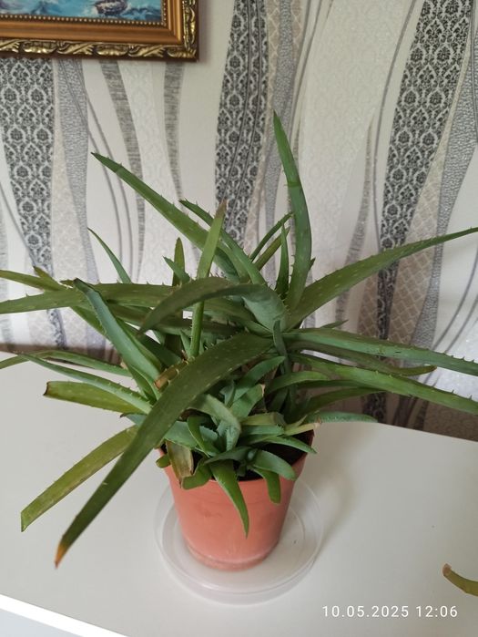 Алоэ-вера, алоэ, гипеаструм, декабрист, каланхоэ Дегремона (лечебное)