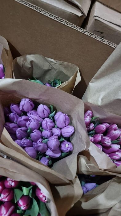 Тюльпаны крупные белорусские