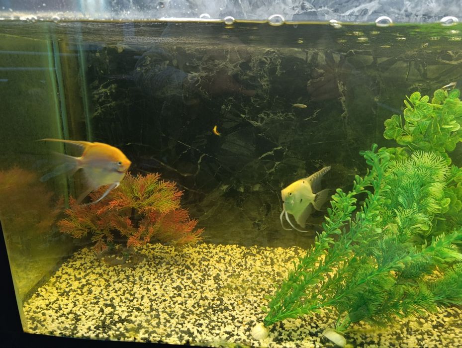 Akvaryum va baliqlar optim sotiladi