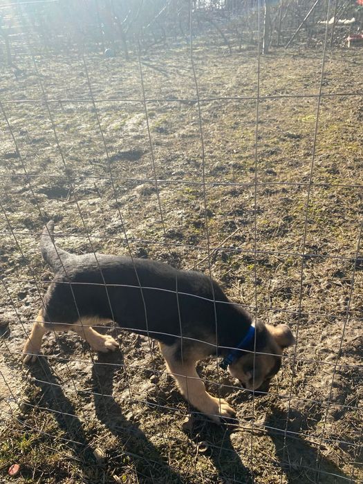 Vand caine ciobanesc german de 4 luni si jumatate