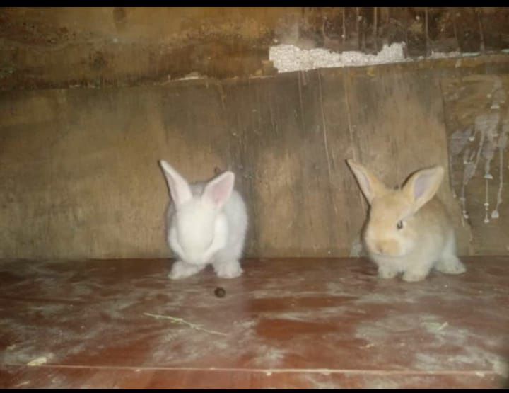 Кралята месячные прадаю