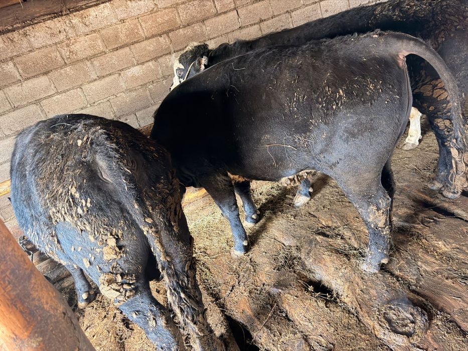 Продам быков  звоните пишите