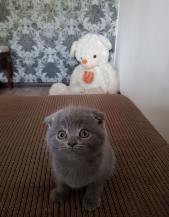 Кросивые котята, 1.5 мес девочки