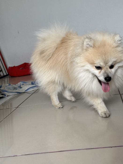 померанский шпиц