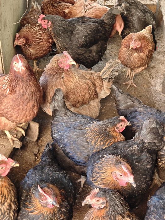 Пилета, кокошки, петли за продан! Цена от 25лв