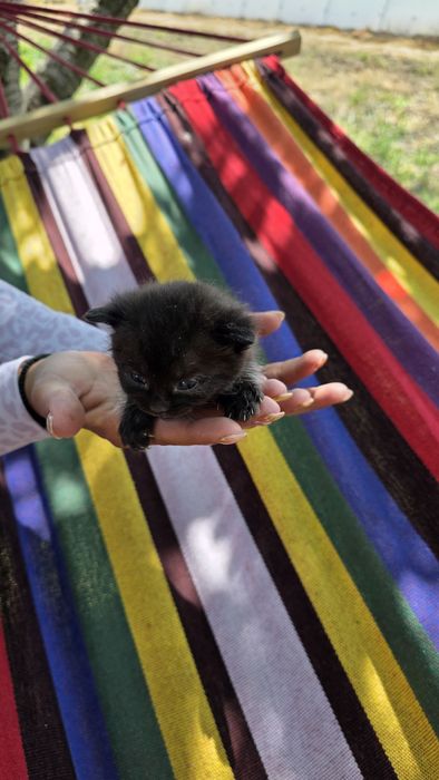 Подаряват малки котенца три броя.