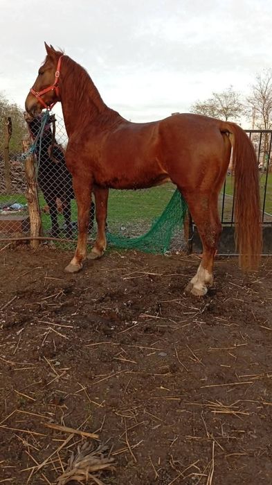 Vând său schimb cal castrat de 4 ani