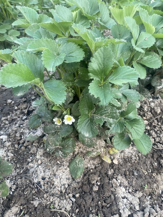 Клубника, саженцы