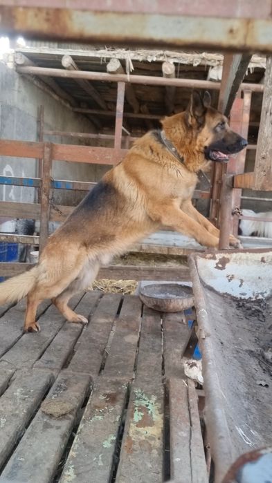 Afcharka 1 juft tozasini boqaman dganlarga