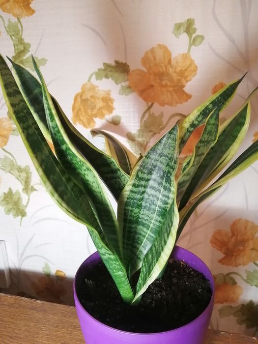 Продам сансевиерию