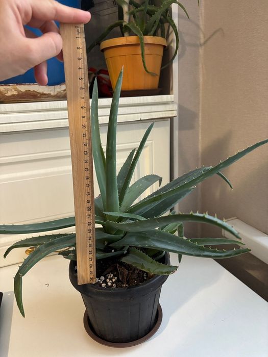 Продам алое вера и алое столетники