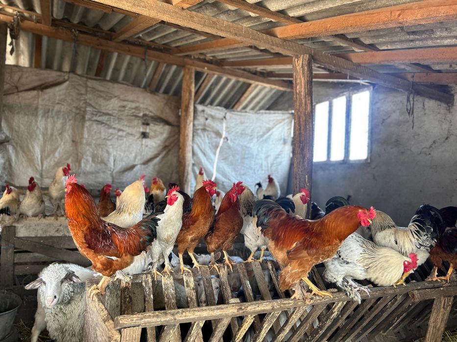 Vând cocoși și găini