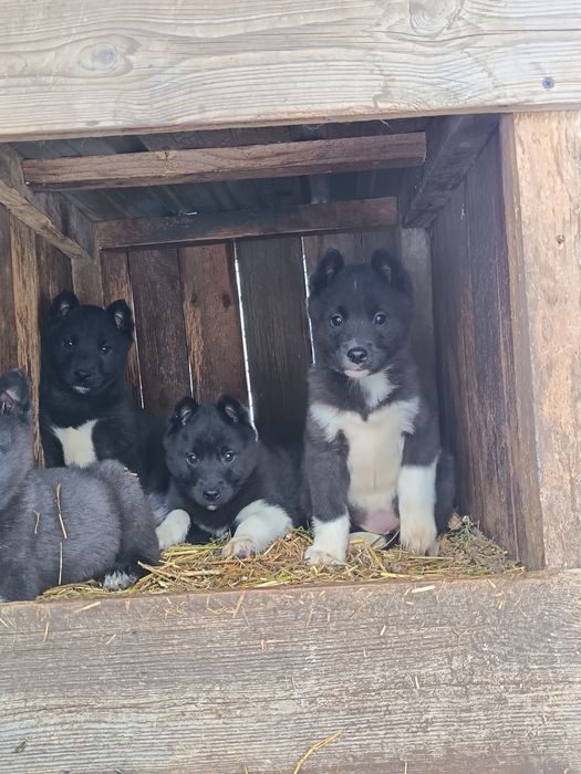 Лайка русско европейская