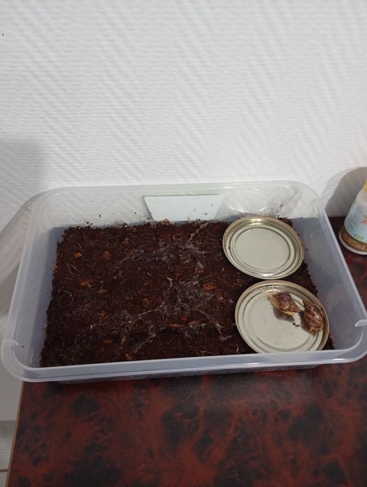 Улитки ахатина..