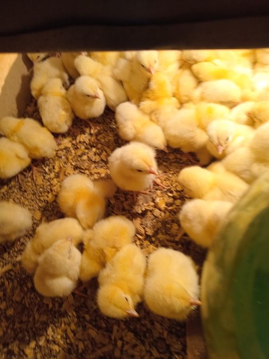 Продам суточный бройлер