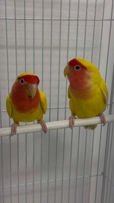 Неразлучник пара взрослый