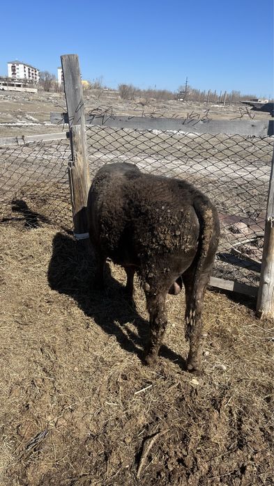 Продам бычки полтора,двухгодовалые