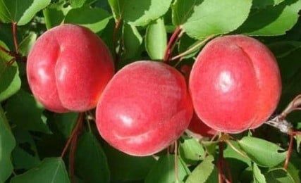 Pomi fructiferi pitici  [Dwarf] soiuri de cais