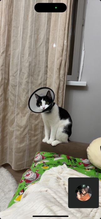 Отдам кота кастрированного