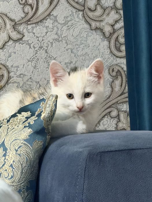 Котята чистые, домашние