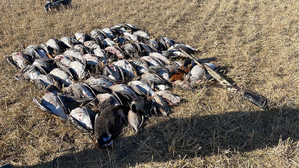 дикие гуси в пуху