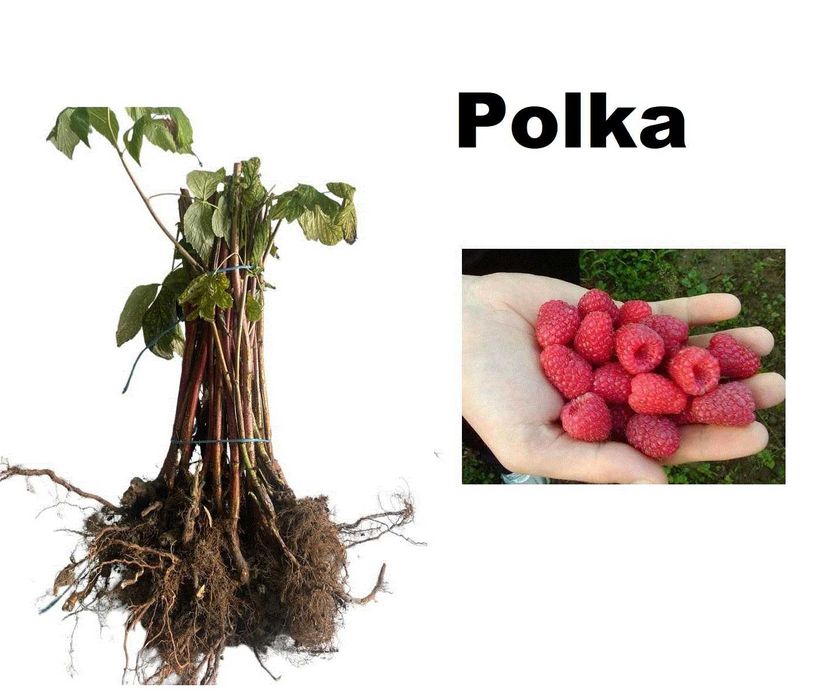 Lacramioare, caldaruse, fragi de padure si yukka de gradina  (rizomi)