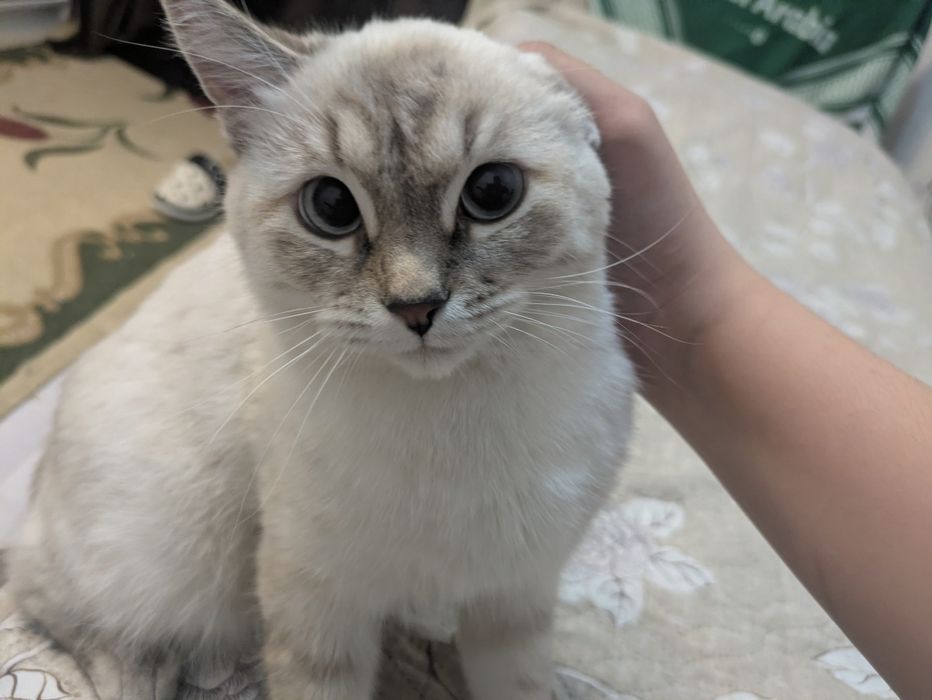 Продажа/обмен google pixel 7a в хорошем состоянии