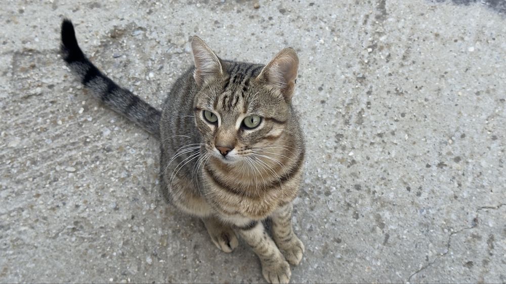 Spre adoptie motan  tigrat(aproximativ 1 an)