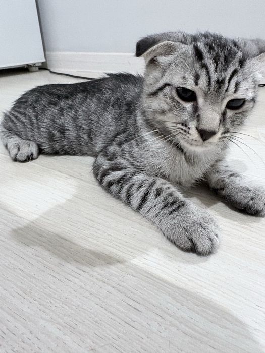 Вислоухий котейка