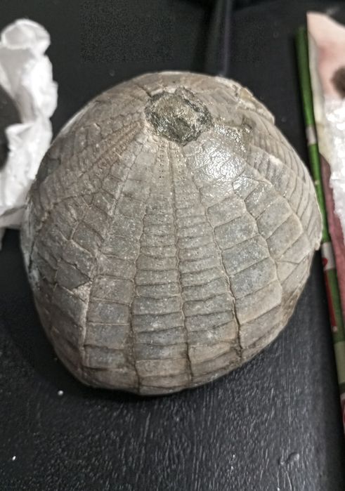 Фосил на морски таралеж,долна креда