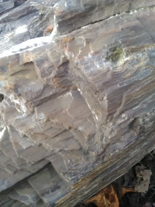 Вкаменени дърво, композиция.