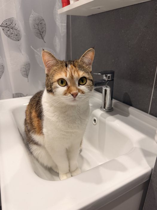 отдам кошку в добрые руки