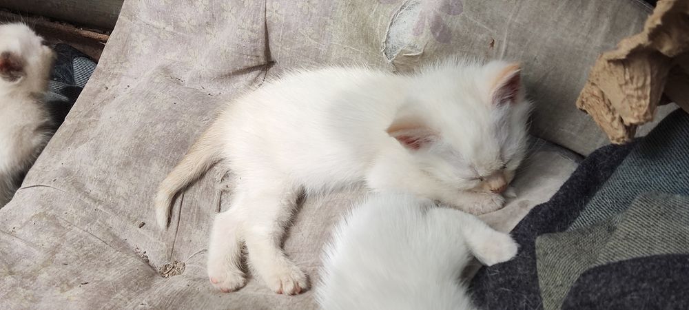 Котята  белые пушистые
