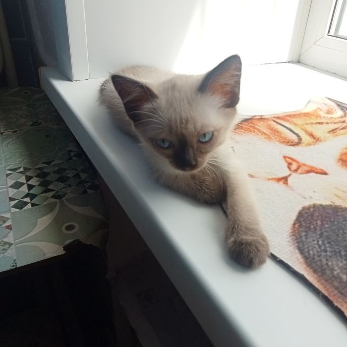 Отдам котят в надёжные добрые руки.