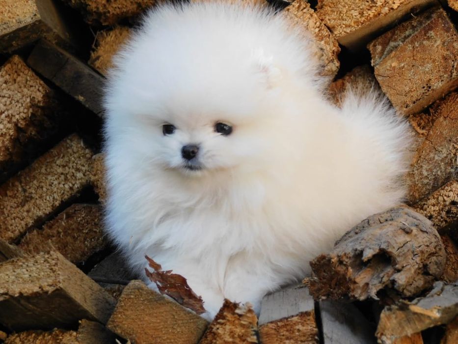 Красивые щенки Шпицев ттт