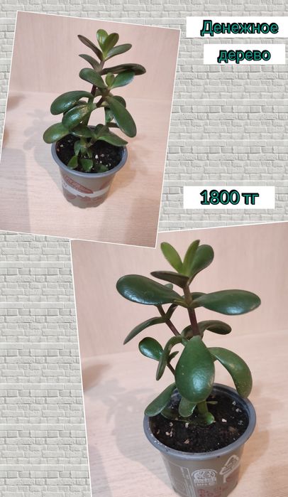 Комнатные цветы растения .Опунция