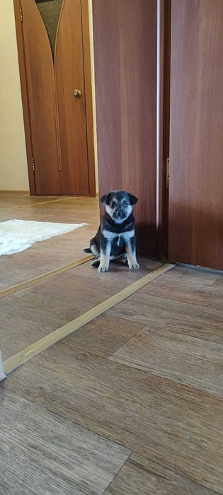 Найден щенок. Срочно нужен дом!