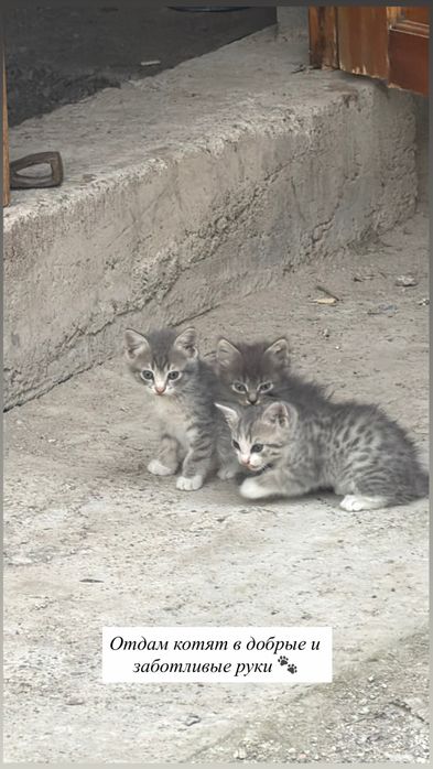 Отдам котят в добрые руки